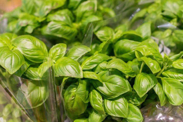 Basil