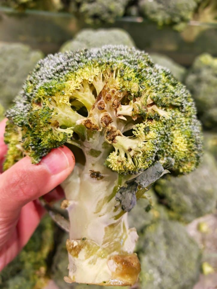 Rotting Moldy Broccoli Stem