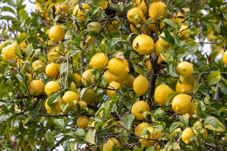 Lemon Tree Full Of Ripe Yellow Lemons