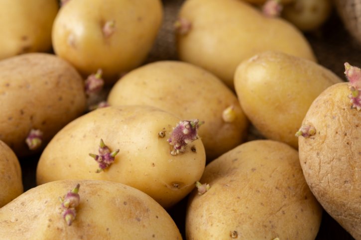 Sprouting Potatoes Close Up