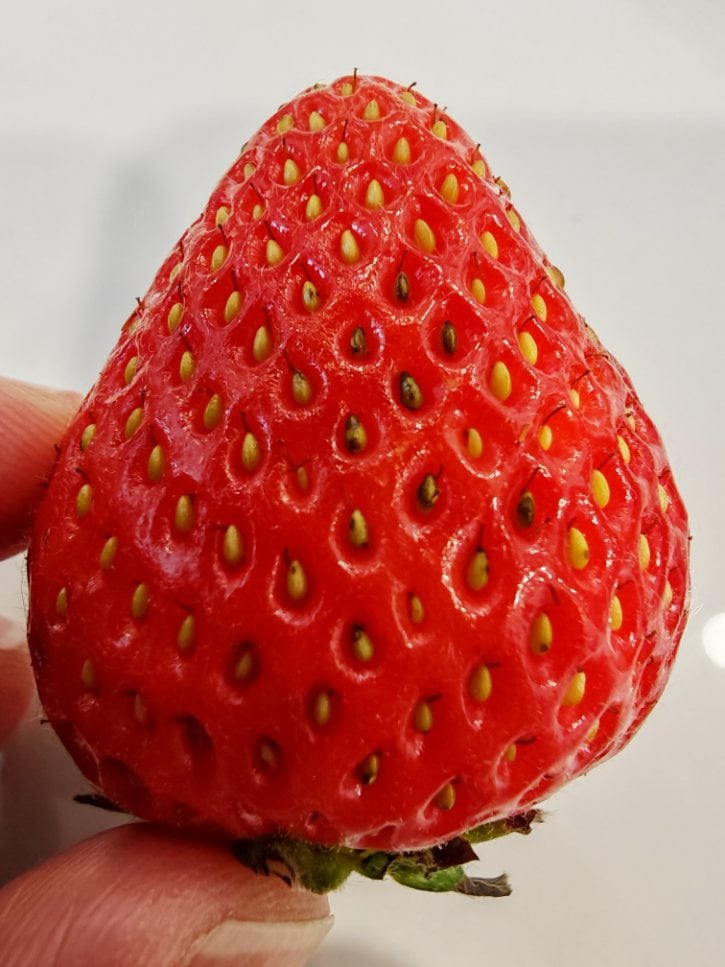 Strawberry Surface Traps Dirt
