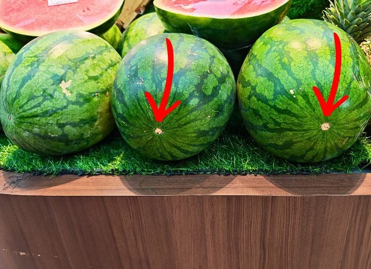 Watermelon Button Size Comparison Close Up