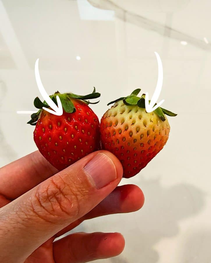 Red Vs White Tip Strawberries