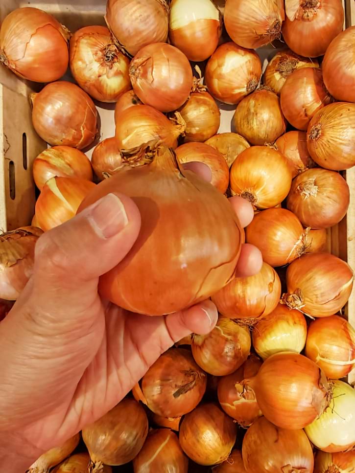 Firm Onion In Hand