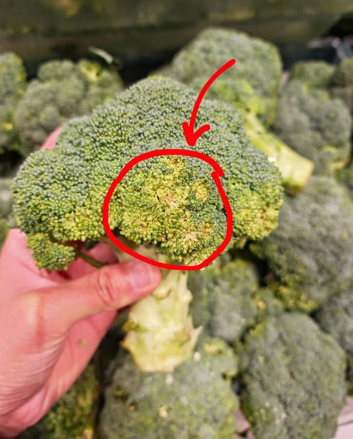 Yellowing Broccoli Florets
