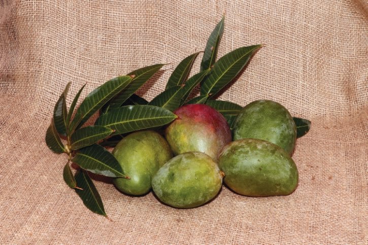 Keitt Mangoes with Leaves