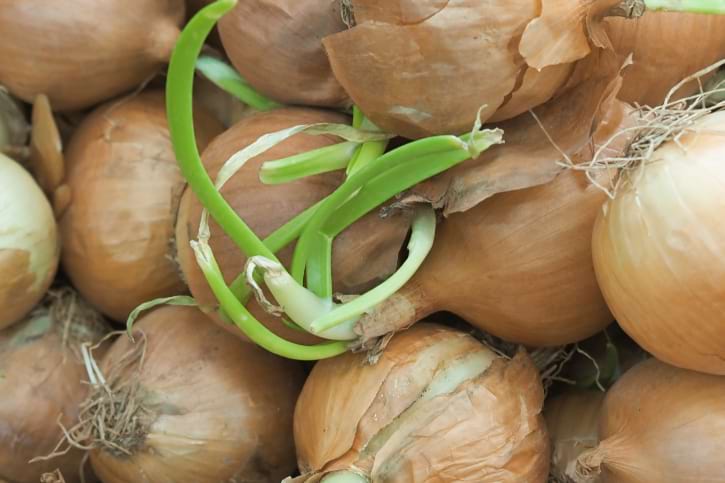 Sprouting Onion In Basket