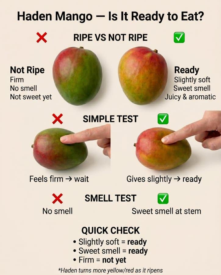 Haden Mango Ripeness Guide