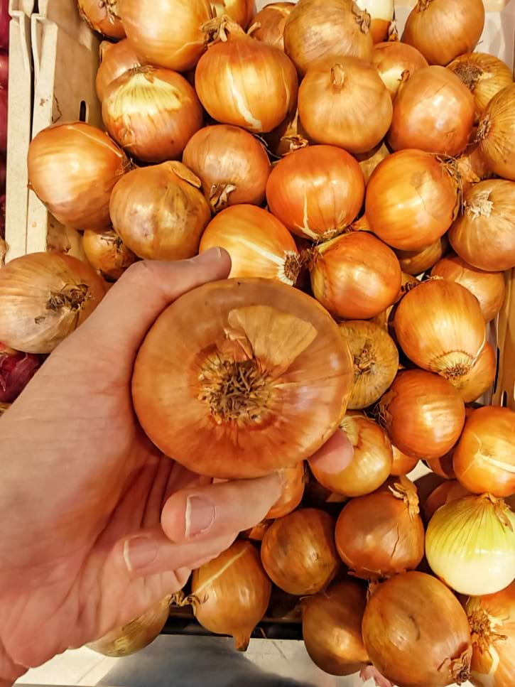 Onion Root Check In Hand