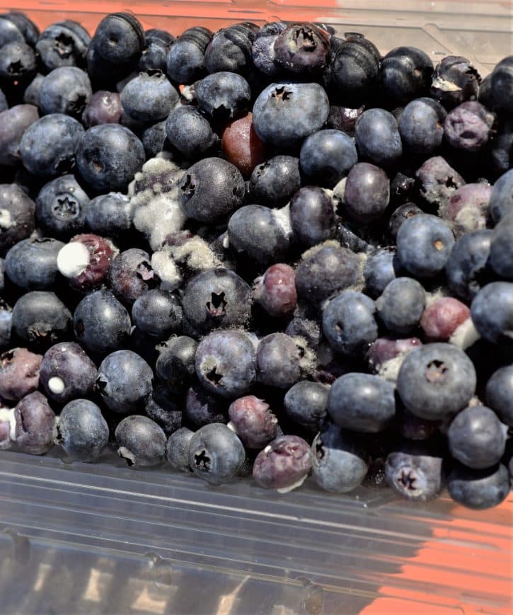 Mold Spreading On Blueberries In Container