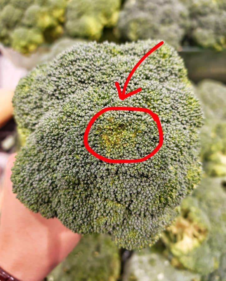 Slight Yellowing Broccoli Florets