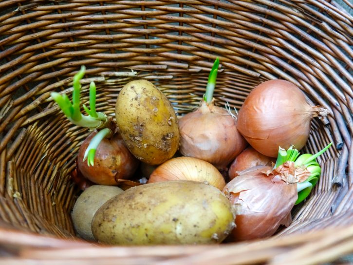 Sprouting Onions And Potatoes In Basket