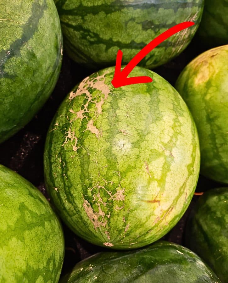 Watermelon Webbing Brown Sugar Spots