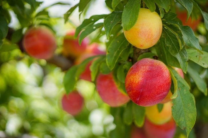 Nectarines