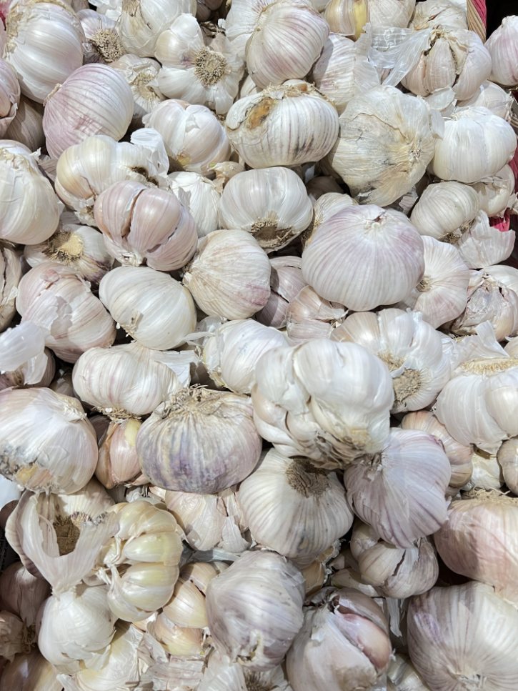 Garlic