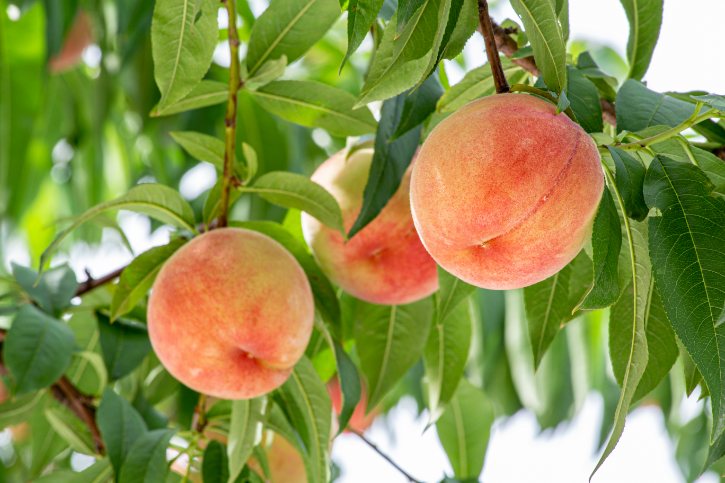 Peaches