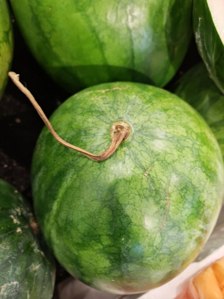 Watermelon Tail