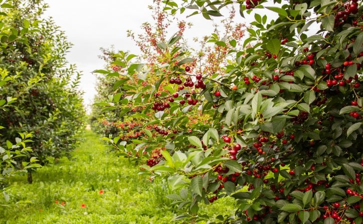 Cherry Trees