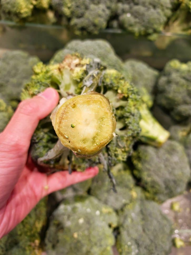 Discolored Aged Broccoli Stem End