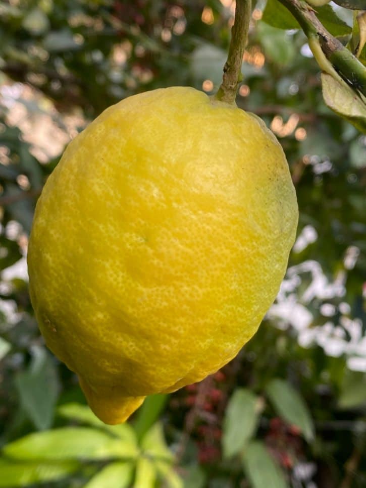 Eureka Lemon On Tree