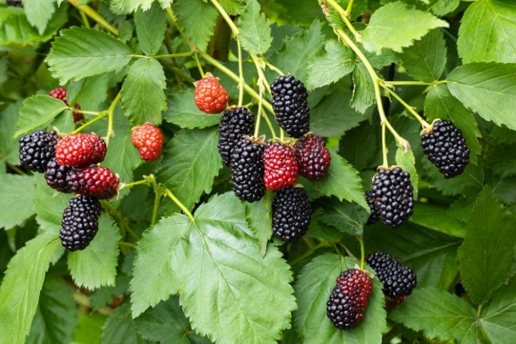Blackberries