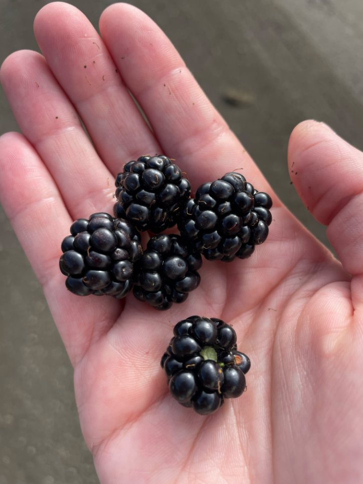Blackberries