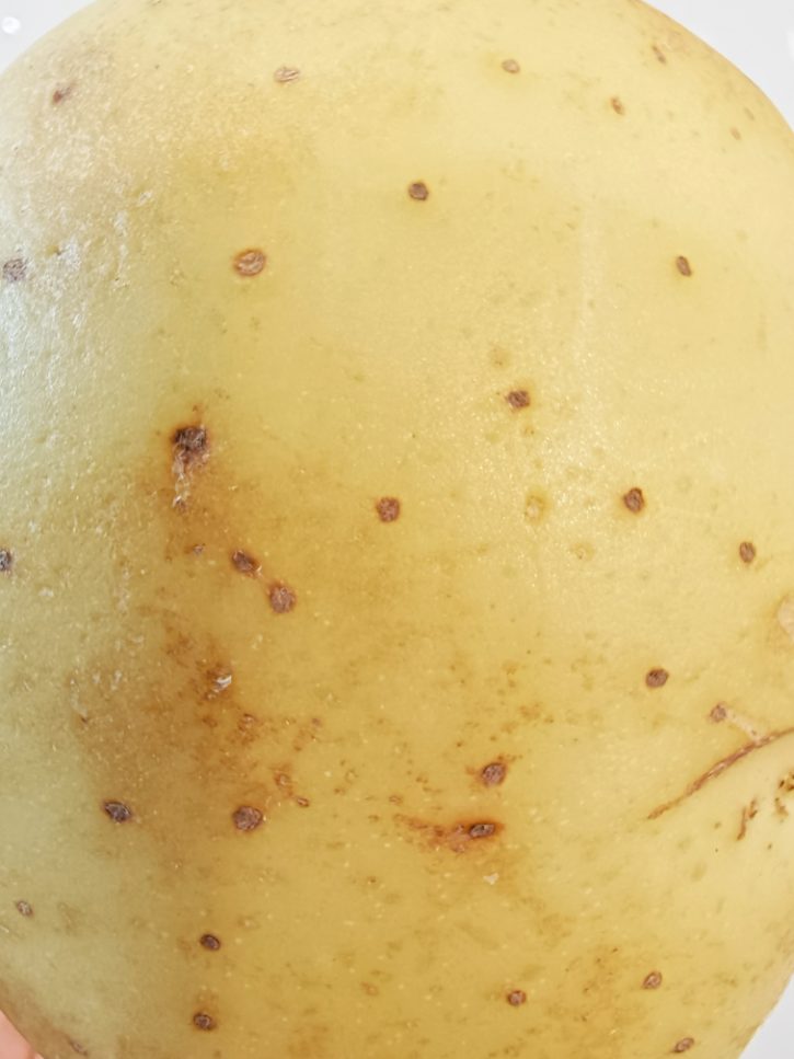 Yukon Gold Potato Skin