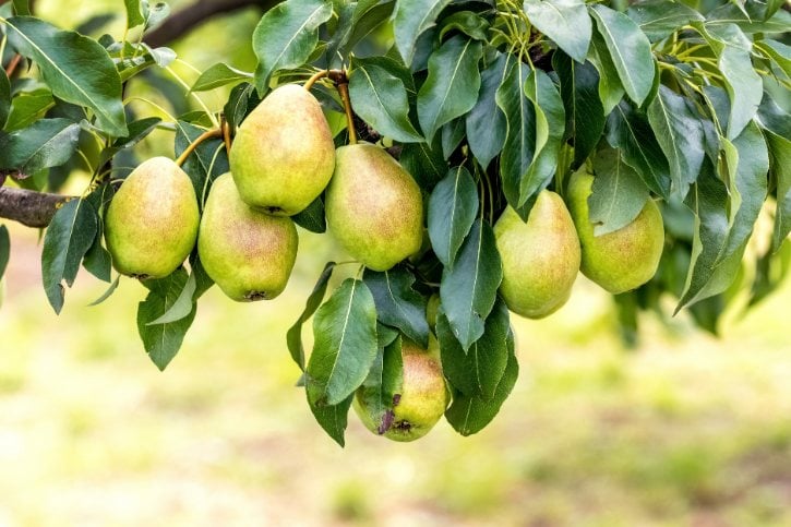 Pear Trees