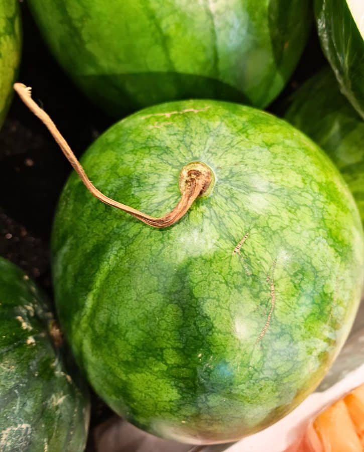 Watermelon Stem Check Dry And Curled
