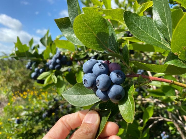 Blueberry Trees