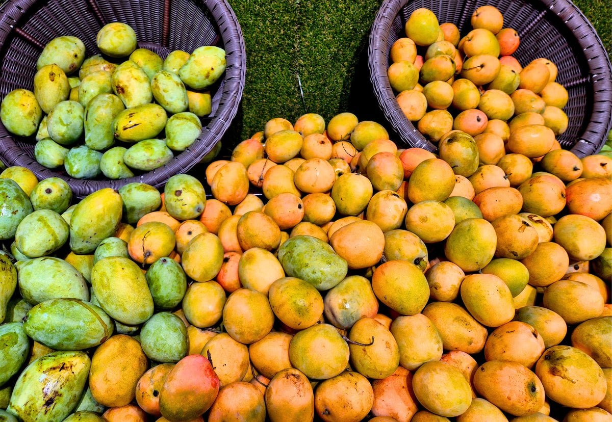Mixed Mangoes