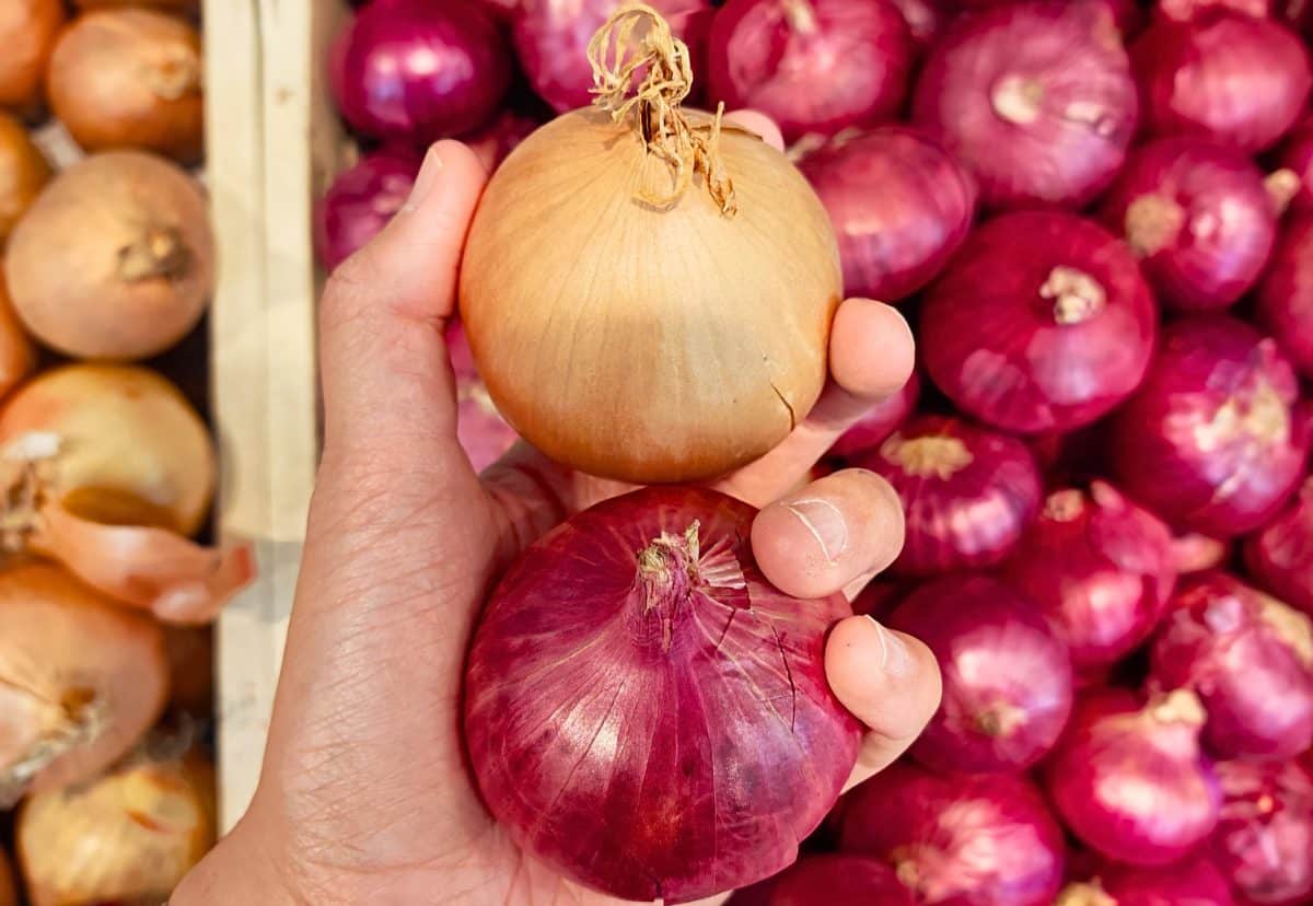 Yellow vs Red Onion
