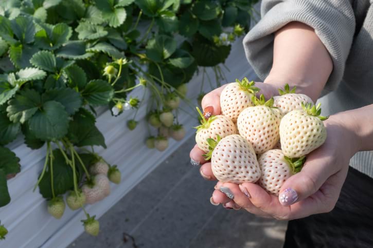 Hand Holding White Strawberries