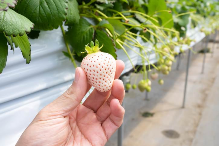 Hand Holding Ripe White Strawberry