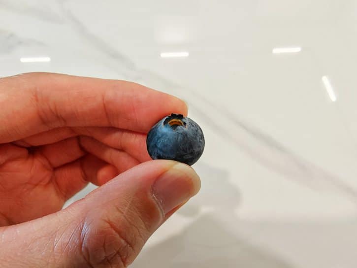 Blueberry With Natural Protective Bloom