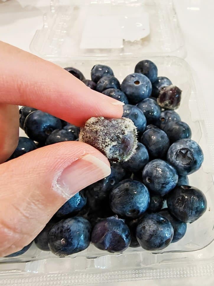 Moldy Blueberry With Fuzzy Growth