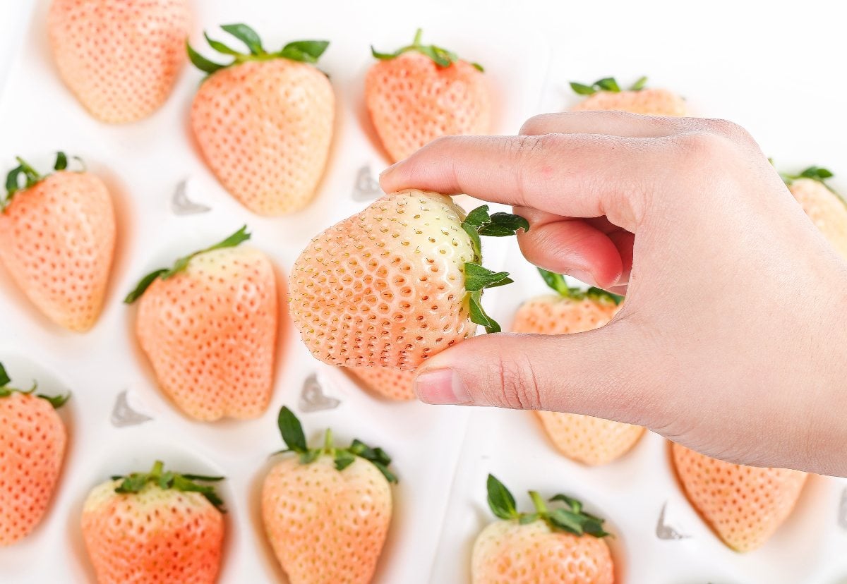 White Strawberries